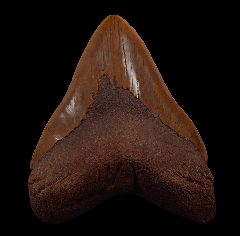 Large Meherrin River Megalodon tooth for sale | Buried Treasure Fossils