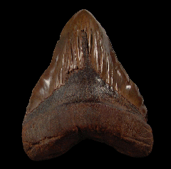 Meherrin River Megalodon tooth for sale 