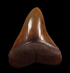 Otodus megalodon       
