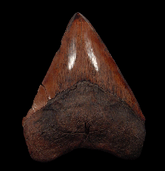 Copper red site Megalodon tooth 