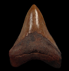 Copper red site Megalodon tooth | Buried Treasure Fossils