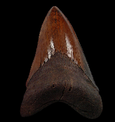 Real Copper-red Megalodon tooth for sale