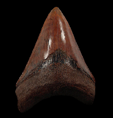 – Copper-red Carchcarocles megalodon tooth for sale 