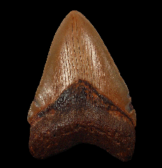 Carolina Gold Megalodon tooth