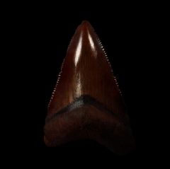 Meherrin River Carchcarocles megalodon tooth for sale | Buried Treasure Fossils