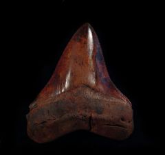 Otodus megalodon       