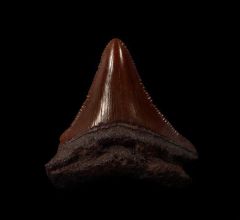 Meherrin River Otodus megalodon tooth for sale | Buried Treasure Fossils