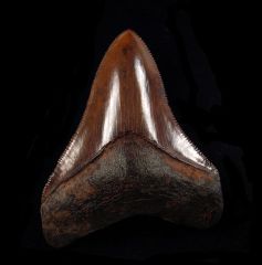 Otodus megalodon       