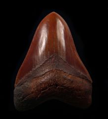 Otodus megalodon     