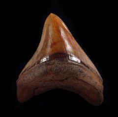 Otodus megalodon       
