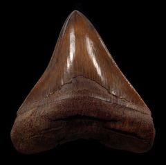 Otodus megalodon       