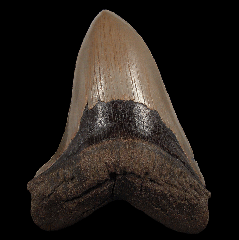Large North Carolina ocean Megalodon tooth for sale