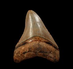 Atlantic ocean Megalodon tooth for sale | Buried Treasure Fossils