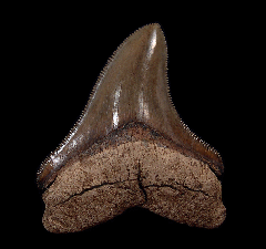 NC Otodus chubutensis tooth for sale | Buried Treasure Fossils