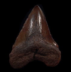 NC Otodus chubutensis tooth for sale | Buried Treasure Fossils