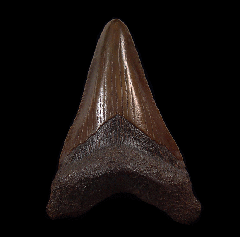 NC Otodus chubutensis tooth for sale | Buried Treasure Fossils