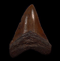 NC Otodus chubutensis tooth for sale | Buried Treasure Fossils