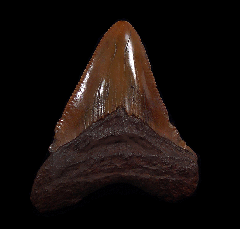 Meherrin River Chubutensis shark tooth for sale | Buried Treasure Fossils