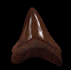 NC Carcharocles Chubutensis tooth for sale | Buried Treasure Fossils