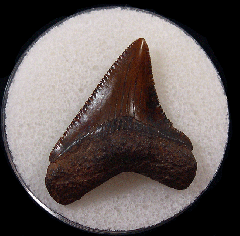 NC Carcharocles Chubutensis tooth for sale | Buried Treasure Fossils