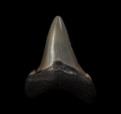 Coastal No. Carolina Auriculatus tooth for sale | Buried Treasure Fossils