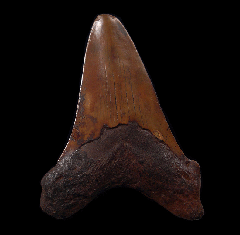 Rare Meherrin River Auriculatus tooth for sale | Buried Treasure Fossils