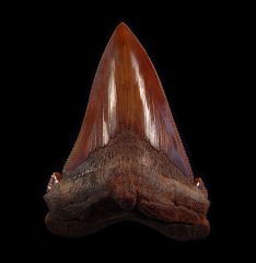 Otodus auriculatus (Megalodon ancestor)