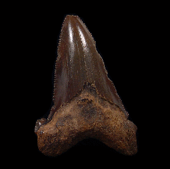 Rare Meherrin River Auriculatus tooth for sale | Buried Treasure Fossils