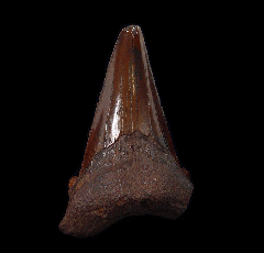 Rare Meherrin River Auriculatus tooth for sale | Buried Treasure Fossils