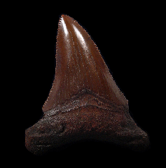 Big No. Carolina Auriculatus shark teeth for sale | Buried Treasure Fossils