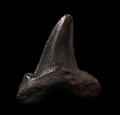Meherrin River red Auriculatus tooth for sale | Buried Treasure Fossils