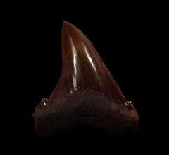 Meherrin River Angustidens shark tooth for sale | Buried Treasure Fossils