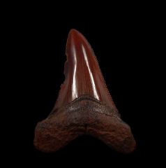 Rare Meherrin River Angustidens tooth for sale | Buried Treasure Fossils