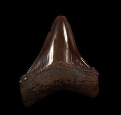 Real Meherrin River Angustidens tooth for sale | Buried Treasure Fossils