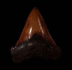 No. Carolina red site Angustidens tooth for sale | Buried Treasure Fossils