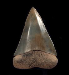 Carcharodon carcharias   