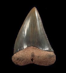 Carcharodon carcharias   