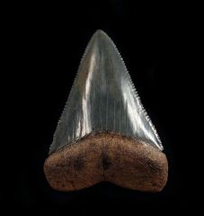 Carcharodon carcharias   