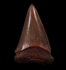 Meherrin River Carcharodon hastalis tooth | Buried Treasure Fossils