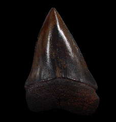 No. Carolina Red Site Mako shark tooth | Buried Treasure Fossils