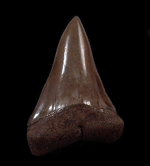 Red site Carcharodon hastalis shark tooth for sale | Buried Treasure Fossils