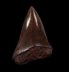 Real Meherrin River hastalis tooth for sale | Buried Treasure Fossils