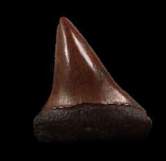 Red site Carcharodon hastalis shark tooth for sale | Buried Treasure Fossils