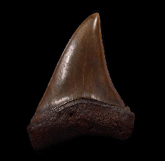 No. Carolina Big-tooth Mako tooth for sale | Buried Treasure Fossils