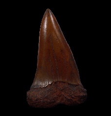 Red site Carcharodon hastalis shark tooth for sale | Buried Treasure Fossils