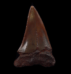 Red site Carcharodon hastalis shark tooth for sale | Buried Treasure Fossils