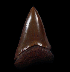 Red site Carcharodon hastalis shark tooth for sale | Buried Treasure Fossils
