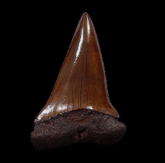 Red site Carcharodon hastalis shark tooth for sale | Buried Treasure Fossils