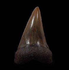 Red site Carcharodon hastalis shark tooth for sale | Buried Treasure Fossils