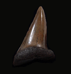Red site Carcharodon hastalis shark tooth for sale | Buried Treasure Fossils
